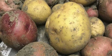 The potato originally came from the Andes Mountains in Peru. (Photo provided/Chuck Martin)