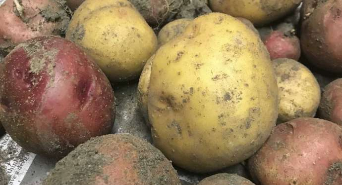 The potato originally came from the Andes Mountains in Peru. (Photo provided/Chuck Martin)