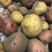 The potato originally came from the Andes Mountains in Peru. (Photo provided/Chuck Martin)