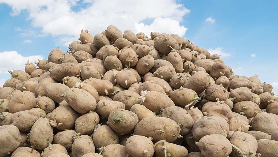 Brexit: Pflanzkartoffelsektor am Rande des Exportverbots von EU und NI