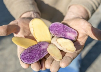 With its unusual potatoes, which captivate both in colour and taste, "Zerza-Bauer" Heimo Oberauner took third place at the "Vifzack 2020" - the agricultural innovation prize of the Carinthian Chamber of Agriculture. The variety of its apples now extends to 25 varieties; including the world's most expensive potato and experimental varieties