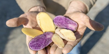 With its unusual potatoes, which captivate both in colour and taste, "Zerza-Bauer" Heimo Oberauner took third place at the "Vifzack 2020" - the agricultural innovation prize of the Carinthian Chamber of Agriculture. The variety of its apples now extends to 25 varieties; including the world's most expensive potato and experimental varieties