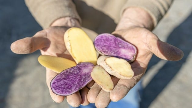 With its unusual potatoes, which captivate both in colour and taste, "Zerza-Bauer" Heimo Oberauner took third place at the "Vifzack 2020" - the agricultural innovation prize of the Carinthian Chamber of Agriculture. The variety of its apples now extends to 25 varieties; including the world's most expensive potato and experimental varieties