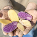 With its unusual potatoes, which captivate both in colour and taste, "Zerza-Bauer" Heimo Oberauner took third place at the "Vifzack 2020" - the agricultural innovation prize of the Carinthian Chamber of Agriculture. The variety of its apples now extends to 25 varieties; including the world's most expensive potato and experimental varieties