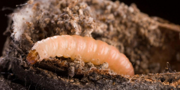 UC: Climate change could worsen NOW pressure