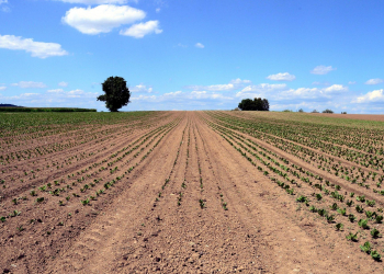 The farmers' association and the food industry draw attention to the dangers of the pesticide initiative in an expert opinion. The degree of self-sufficiency would therefore fall by 20 percent.