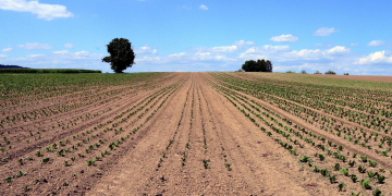 The farmers' association and the food industry draw attention to the dangers of the pesticide initiative in an expert opinion. The degree of self-sufficiency would therefore fall by 20 percent.