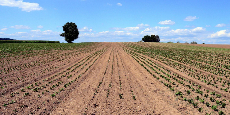 The farmers' association and the food industry draw attention to the dangers of the pesticide initiative in an expert opinion. The degree of self-sufficiency would therefore fall by 20 percent.