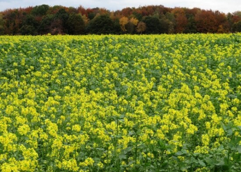 Yellow and white eye-catchers in the fields intermediate fruits are multi-talented