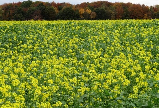 Yellow and white eye-catchers in the fields intermediate fruits are multi-talented