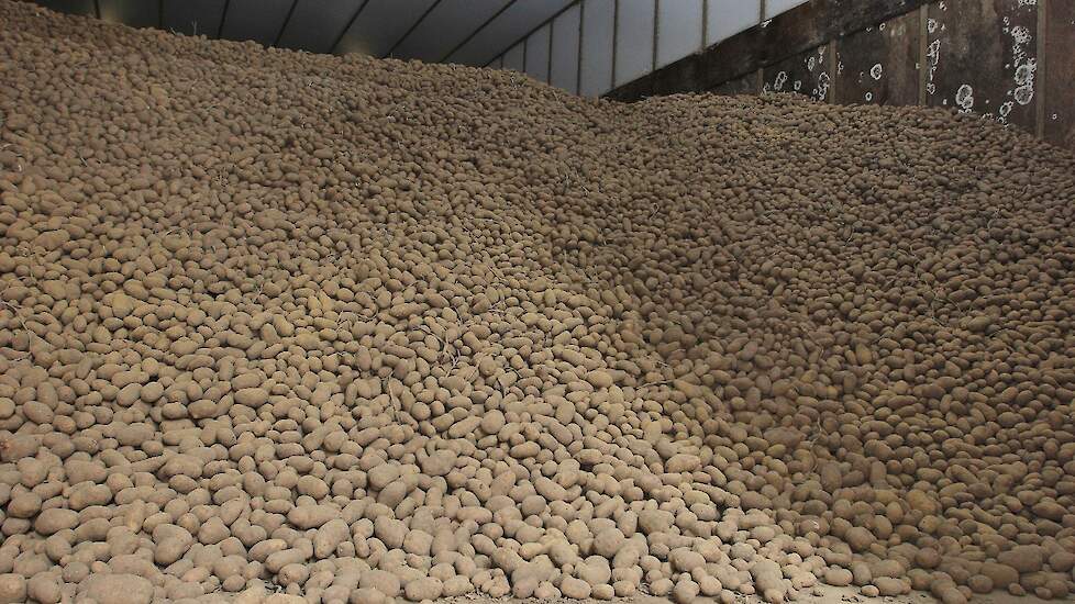 November 11: AgrioTV live broadcast 'Germination potatoes, today and tomorrow' 20 November 11: AgrioTV live broadcast ‘Germination potatoes, today and tomorrow’