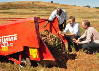 Kenyan potato harvesting