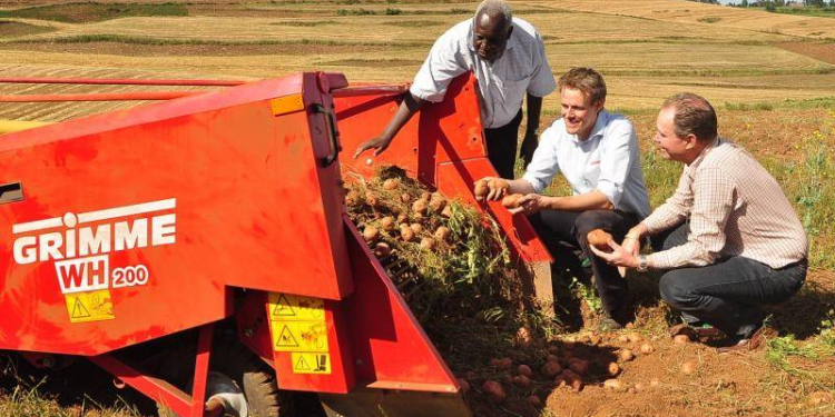 Kenyan potato harvesting