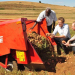 Kenyan potato harvesting