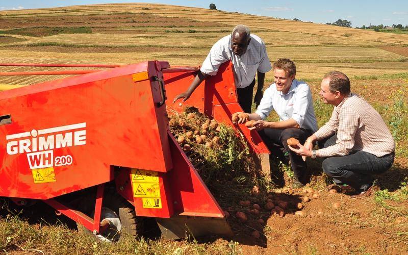 Kenyan potato harvesting