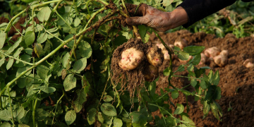 Potato farmer ploughs ahead