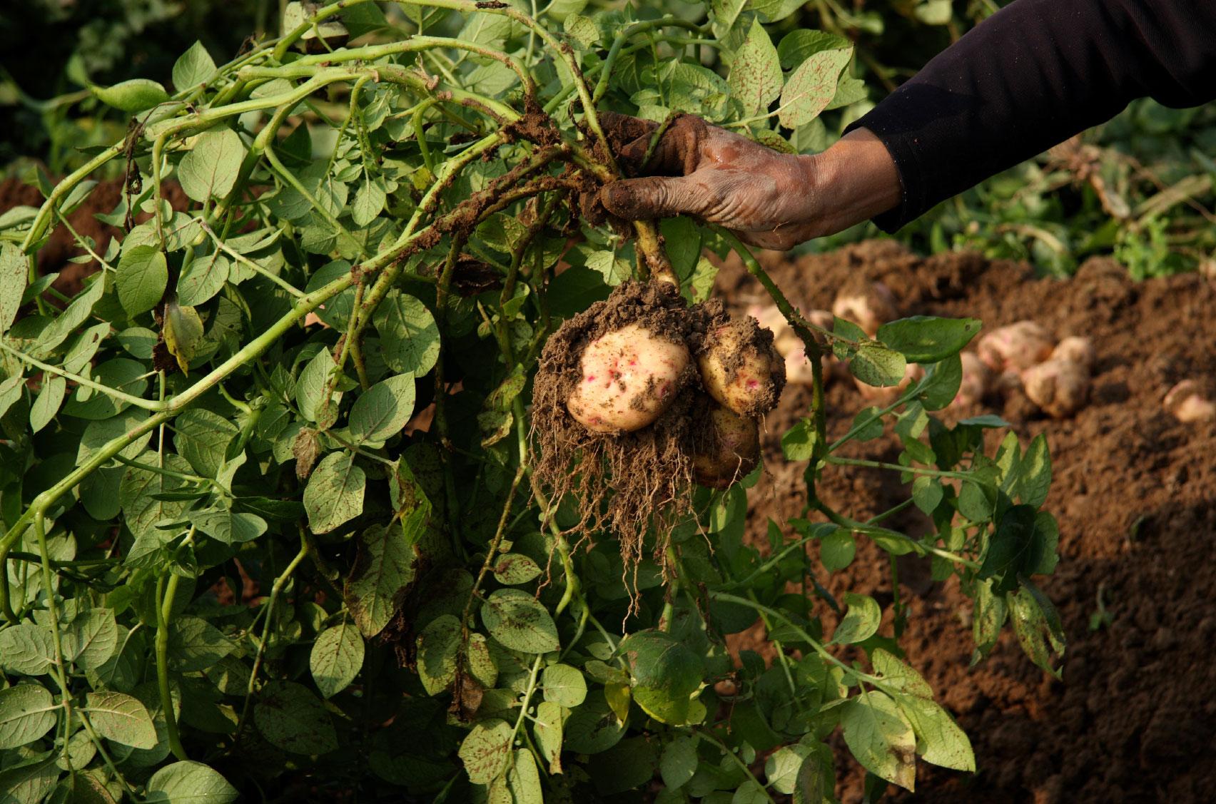 Potato farmer ploughs ahead