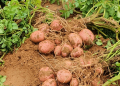 potato tuber yields