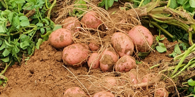 potato tuber yields