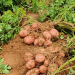 potato tuber yields