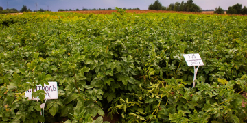 BO Akkerbouw maintains rates for research contribution