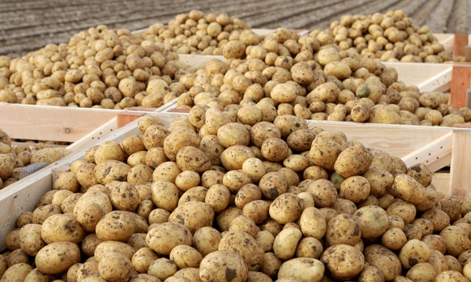 चिप्स नीचे हैं: स्कॉटिश आलू संकट के कारण ब्रेक्सिट अनिश्चितता