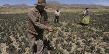 Bolivia: A frost “burns” 400 ha of potatoes and other crops in Patacamaya
