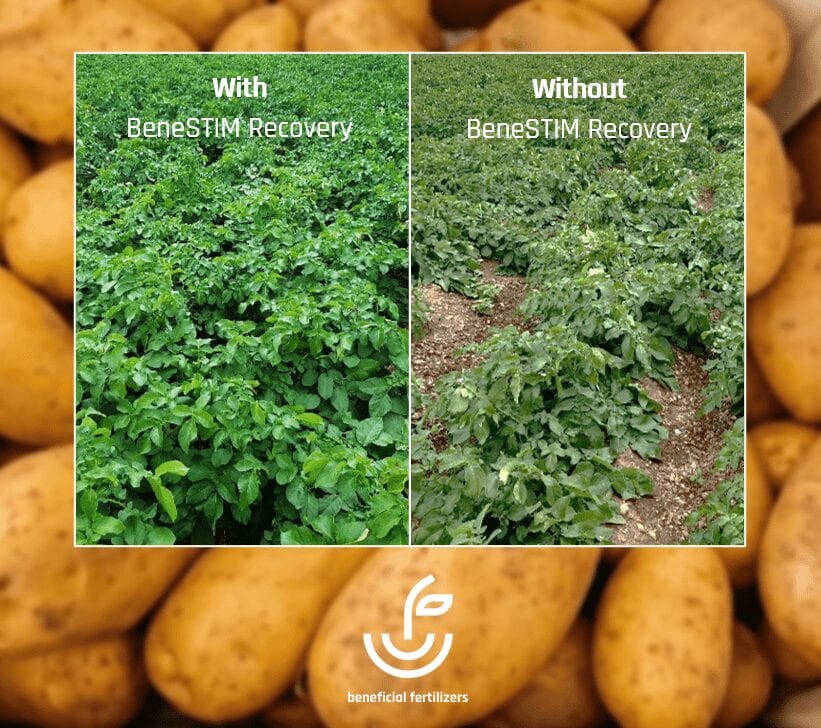 BeneSTIM Recovery on potatoes INSTA1143