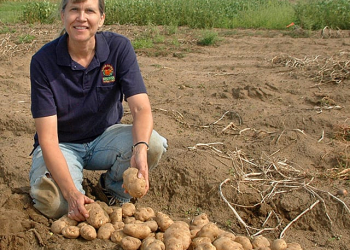 ARS research geneticist Shelley Jansky holds harvested diploid potatoes in central Wisconsin. This hybrid potato has two sets of chromosomes, in contrast to current potato cultivars which have four sets. d4342-1