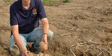 U.S. DEPARTMENT OF AGRICULTURE: Are Hybrid Potatoes in Your Future?