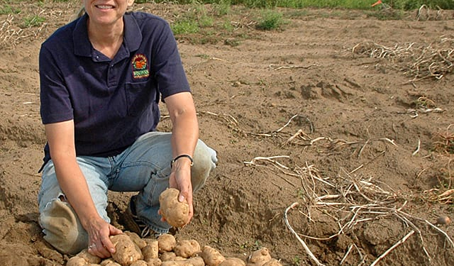 ARS research geneticist Shelley Jansky holds harvested diploid potatoes in central Wisconsin. This hybrid potato has two sets of chromosomes, in contrast to current potato cultivars which have four sets. d4342-1