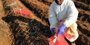 Finding the right genes to flatten potato common scab disease