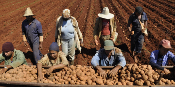 Cuba: Mayabeque begins potato planting process
