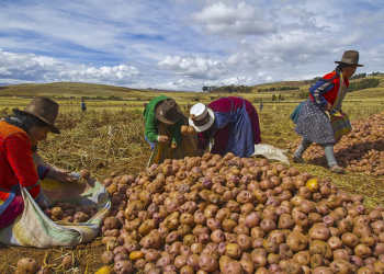 Women sort potatoes in the Andes Mountains near Cusco Peru on July 7, 2014. The potato is Perus most important food crop and has been harvested using the same methods for centuries. 

Photo by Tom O'Neill (Photo by Thomas O'Neill/NurPhoto)