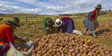 Women sort potatoes in the Andes Mountains near Cusco Peru on July 7, 2014. The potato is Perus most important food crop and has been harvested using the same methods for centuries. 

Photo by Tom O'Neill (Photo by Thomas O'Neill/NurPhoto)