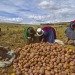 Women sort potatoes in the Andes Mountains near Cusco Peru on July 7, 2014. The potato is Perus most important food crop and has been harvested using the same methods for centuries. 

Photo by Tom O'Neill (Photo by Thomas O'Neill/NurPhoto)