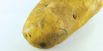 How to Avoid Harvest Damage to Potatoes