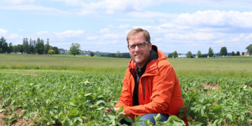 Nurse Crops in Potato Production