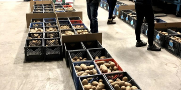 Potato Field Day Goes Virtual
