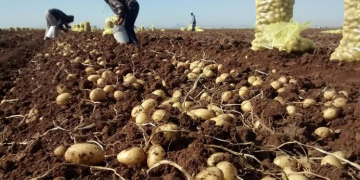 Argentina: In Catamarca they need 4,000 potato and olive harvesters by the end of the month
