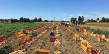 POTATOES, ROMAGNOLI EXPERIENCES 100% ECO-FRIENDLY CULTIVATION