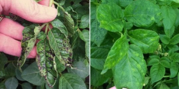 Why Potato Virus Y Needs Your Attention