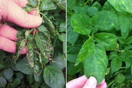 Why Potato Virus Y Needs Your Attention