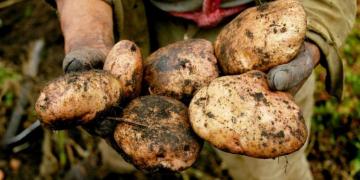 Colombia: Potato and macroeconomics