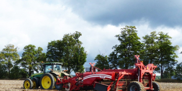 P.E.I. potato harvest yields fewer spuds due to drought