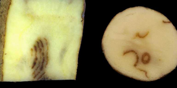 Strategies for Potato Mop-Top and Tobacco Rattle Viruses