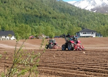 Producing vegetables in Northern Norway is challenging. Production will now be even better through new research. The picture is from Målselv in Troms, where Målselvnepe is produced. Illustration photo: Ulrike Naumann, Tromspotet AS.