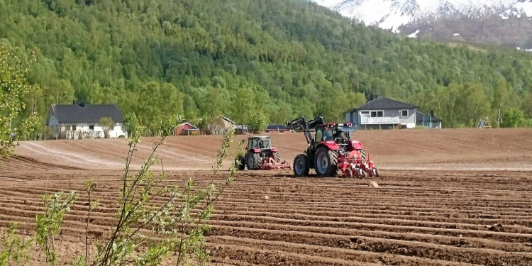 Producing vegetables in Northern Norway is challenging. Production will now be even better through new research. The picture is from Målselv in Troms, where Målselvnepe is produced. Illustration photo: Ulrike Naumann, Tromspotet AS.