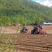 Producing vegetables in Northern Norway is challenging. Production will now be even better through new research. The picture is from Målselv in Troms, where Målselvnepe is produced. Illustration photo: Ulrike Naumann, Tromspotet AS.