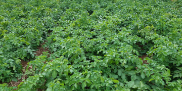 Successful trial ‘BeneSTIM Recovery’ on Potatoes in UK